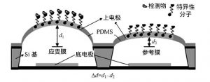 薄膜電容原理分析及結構參數式表面應力生物傳感器設計與優化